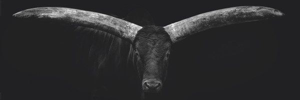 Bild OCHS HORNS in schwarz/weiß/braun aus Holz