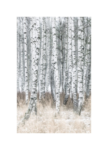 Bild BIRCH TREES in weiß aus Holz