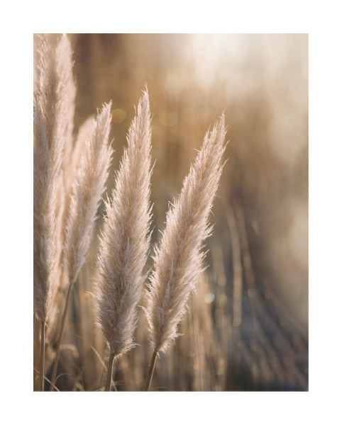 Bild SUNSET GRASSES