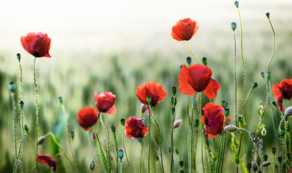 Bild WILD POPPIES