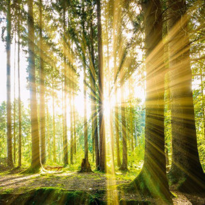 Bild SUMMER WOODS Bild SUMMER WOODS