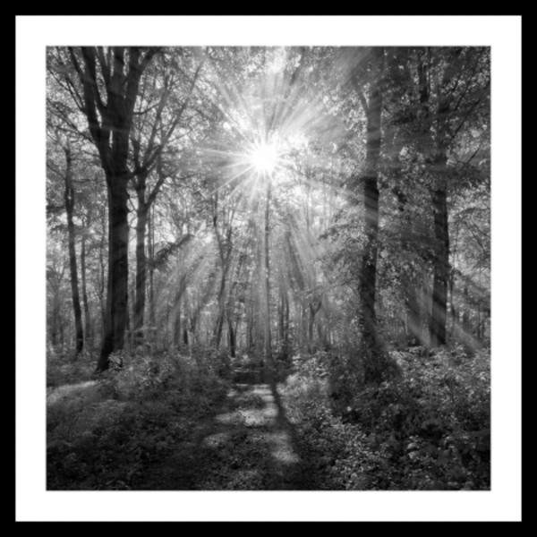 Bild SUNNY FOREST