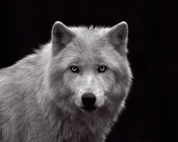 Bild WHITE WOLF