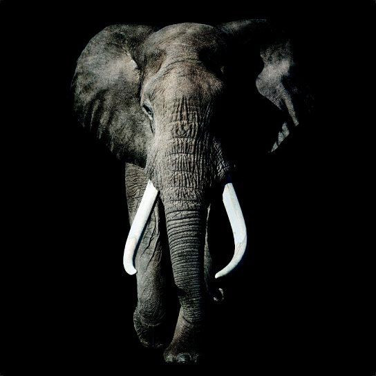 Bild ELEPHANT DARK