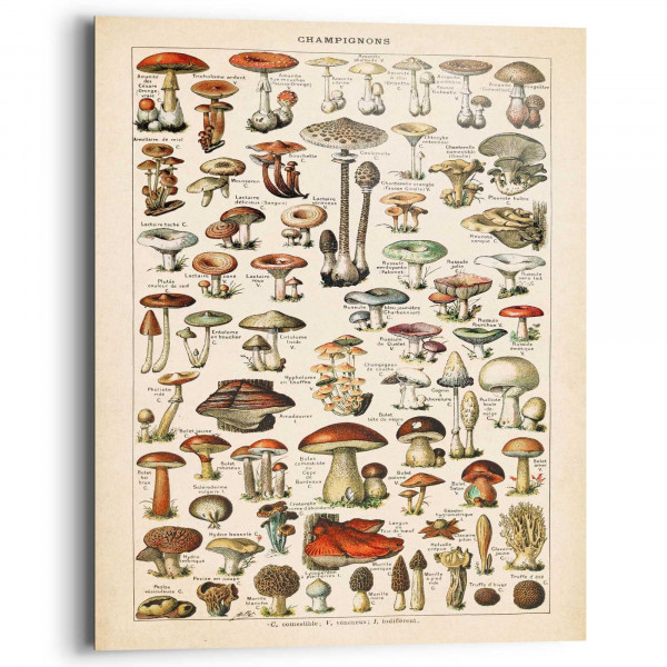 Bild MUSHROOMS in mehrfarbig