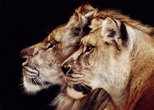 Bild LION &amp; LIONESS
