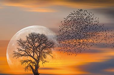Bild VOGELSCHWARM & MOND in mehrfarbig aus MDF