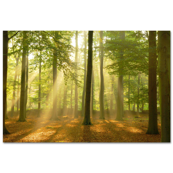 Bild SUNBEAM FOREST in mehrfarbig aus Papier