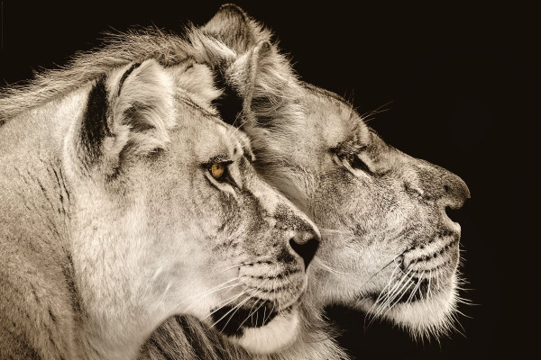 Bild TWO LIONS