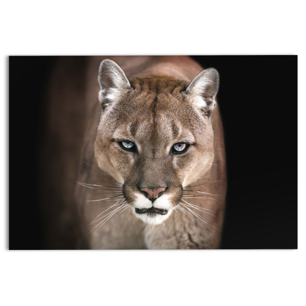 Glasbild COUGAR