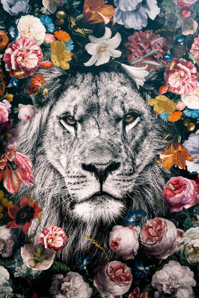 Bild LION FLOWERS
