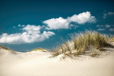 Bild GRASS ON SAND S in mehrfarbig aus MDF