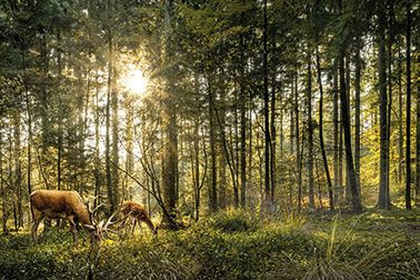 Bild REHE IM WALD S in mehrfarbig aus MDF