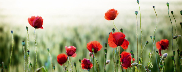 Glasbild WILD POPPIES
