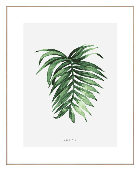 Bild ARECA LEAF