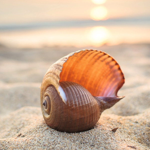 Glasbild SUNSET SHELLS