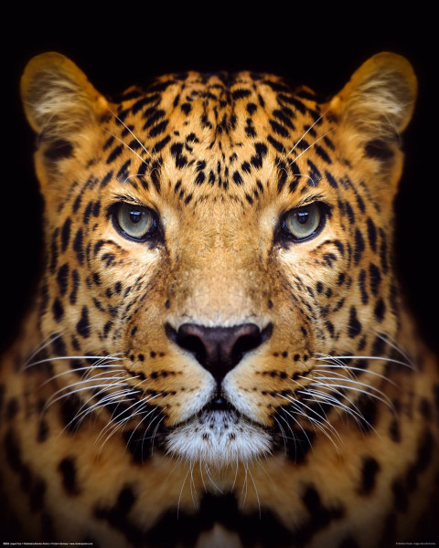 BILD LEOPARD FACE