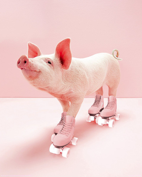 Bild SKATING PIGLET
