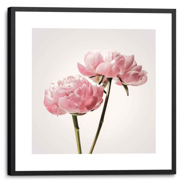 Bild PFINGSROSENBLÜTEN in rosa aus Papier