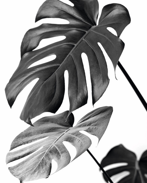 Bild MONSTERA BLACK in schwarz/weiß/braun aus Holz