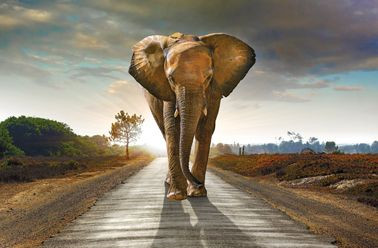 Bild ELEFANT in mehrfarbig aus MDF