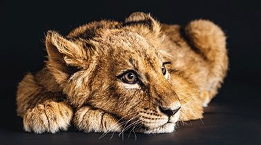 Bild LOVELY LION S in mehrfarbig aus MDF