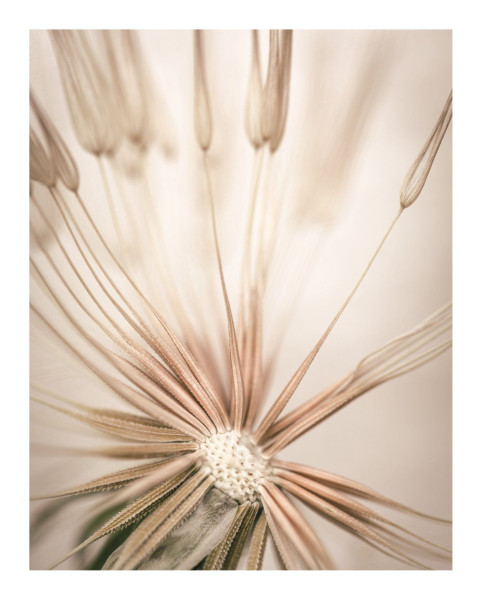 Bild DANDELION HEART