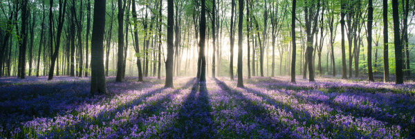 Bild ENCHANTED FOREST