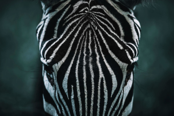 Bild ZEBRA S in mehrfarbig aus MDF