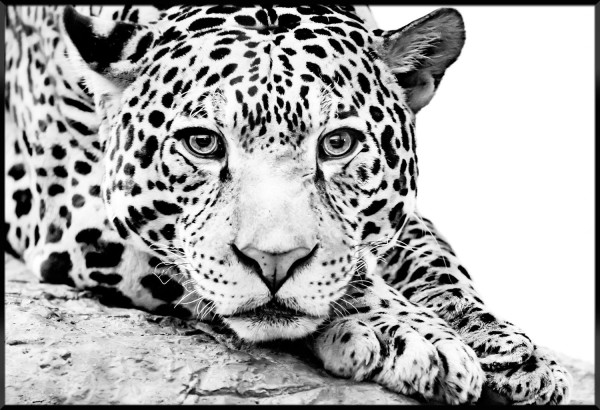 Bild LEOPARD in mehrfarbig aus MDF