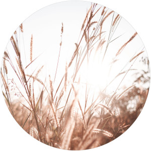 Bild SUMMER GRASSES Bild SUMMER GRASSES