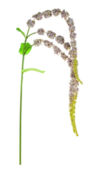 Kunstblume AMARANTHUSZWEIG in mehrfarbig aus Kunststoff