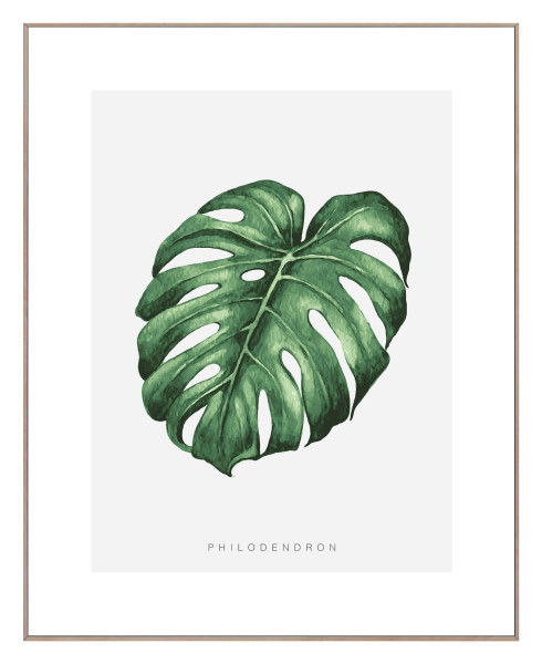 Bild MONSTERA LEAF