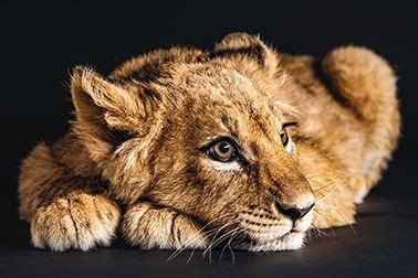 Bild LOVELY LION S in mehrfarbig aus MDF