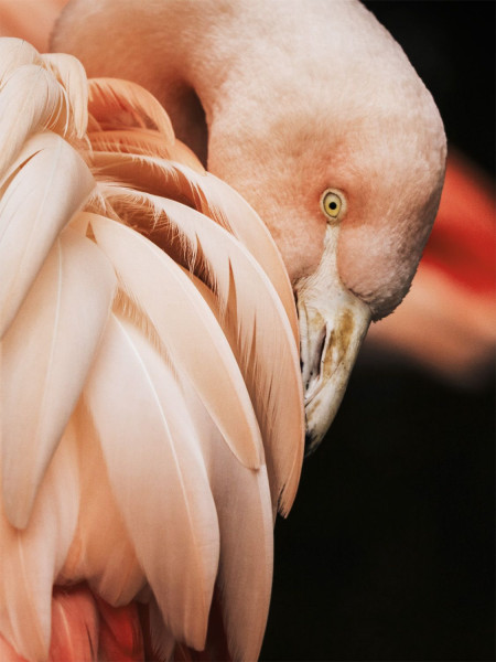 Glasbild CORAL FLAMINGO