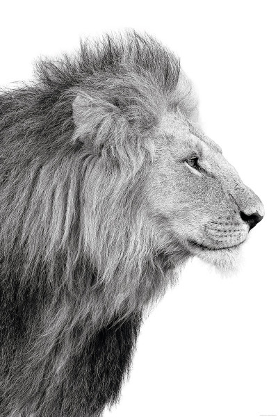 Bild LIONS PROFILE in schwarz/weiß/braun aus Holz